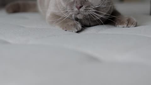 The Scottish Fold