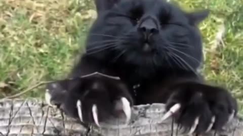 Best Funny Animal Videos Of The 2023 🤣