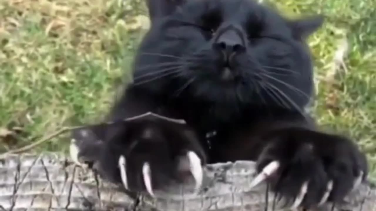 Best Funny Animal Videos Of The 2023 🤣