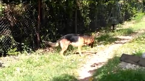 Giant african monitor lizard vs German Shepherd dogs