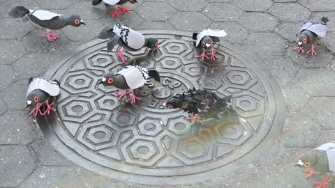 Fake pigeons in NYC