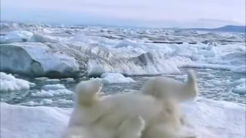 The polar bear