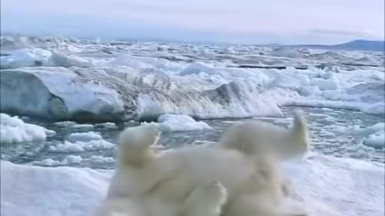 The polar bear