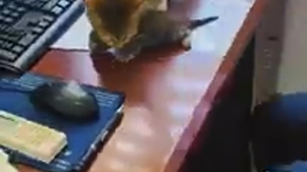 Funny Animals Video Best Dogs😹 and Cats🐶| Fanny Animals