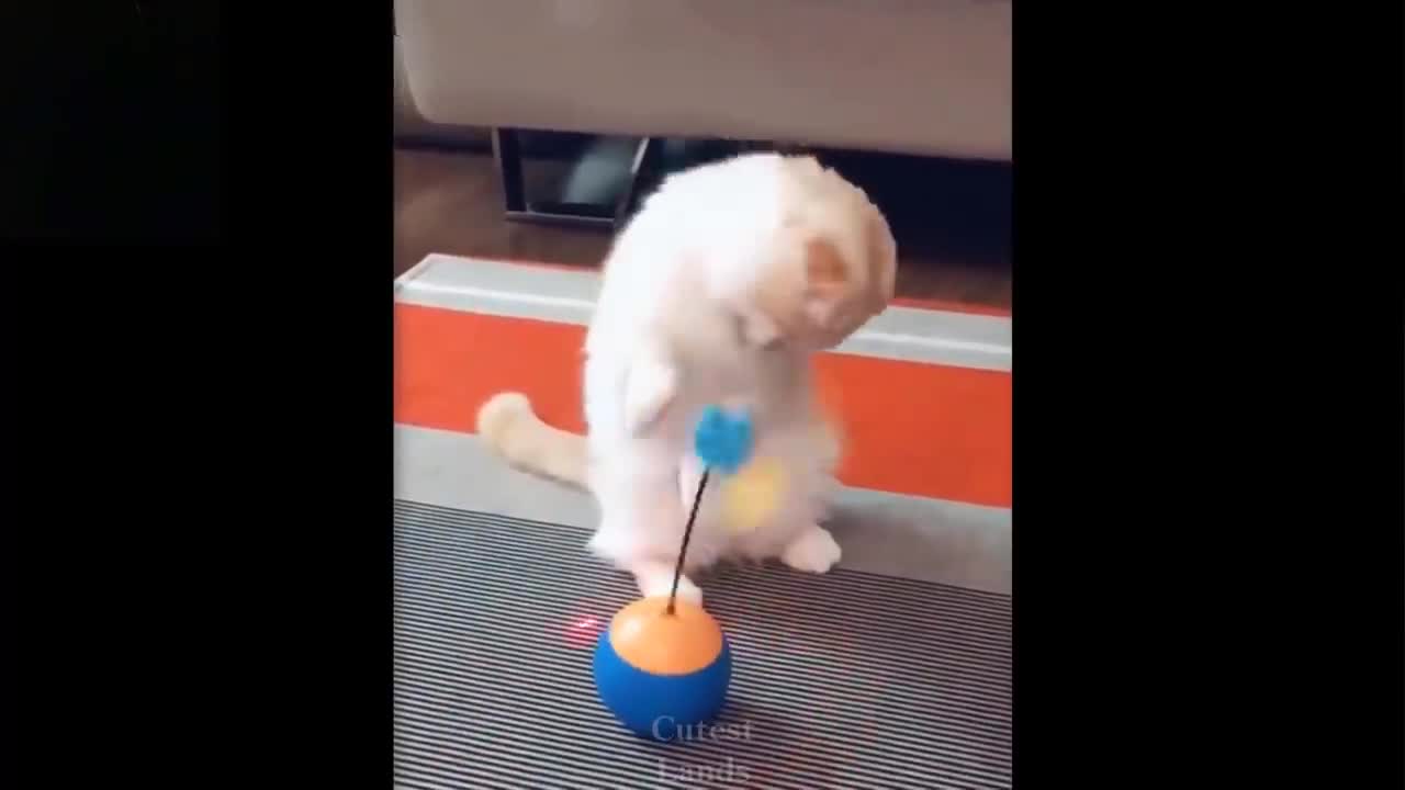 funny cats