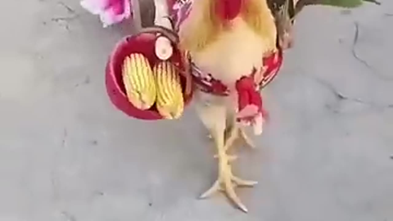 hen viral video