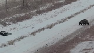 Badger Chases Off Three Skunks