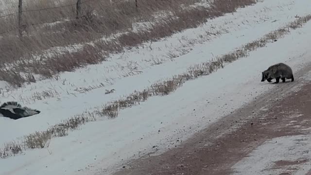 Badger Chases Off Three Skunks