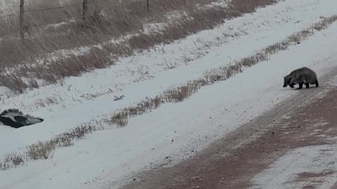 Badger Chases Off Three Skunks