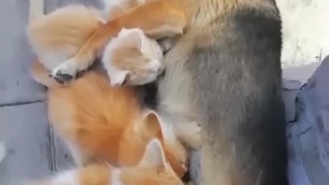 Funny pet video chapter 4