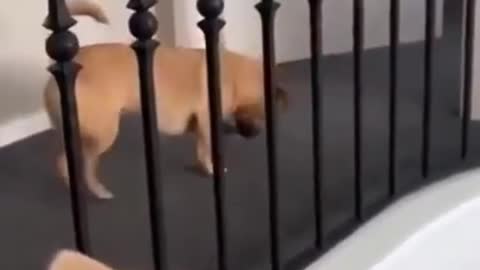 Oh look how funny this Dog is