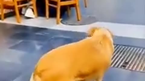 funny animal!