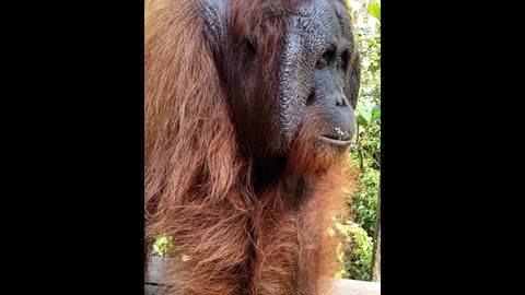 Alpha Male Orangutan,... With cheek pads