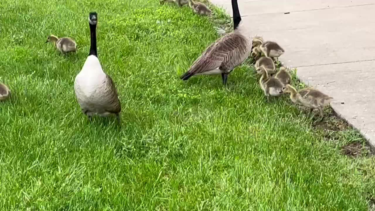 May 15, 2023 - Baby Geese Making the Rounds
