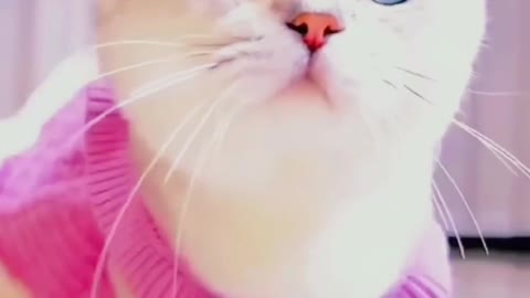 funny cat !!