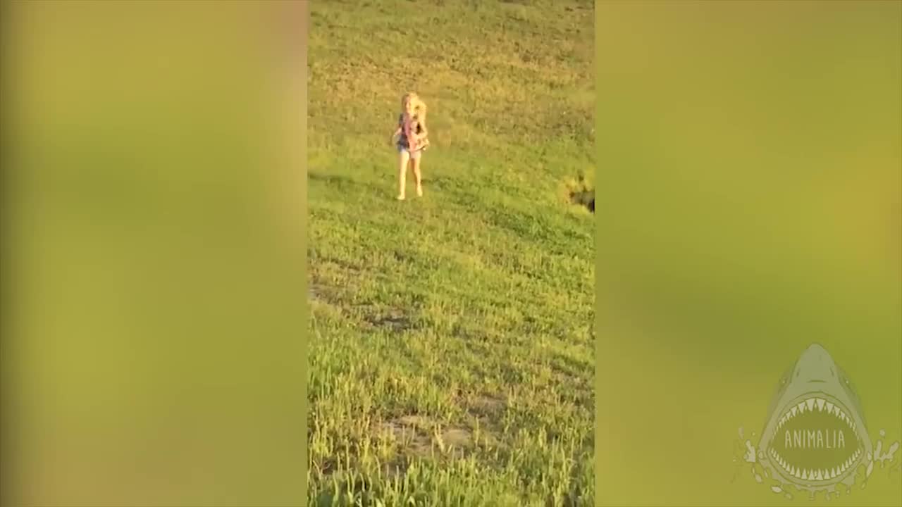 Goose chasing people- funny geese attack compilation