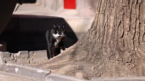 Sheriff on patrol, encountered suspicious circumstances