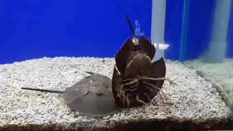 helmet crab helps his buddy flip over