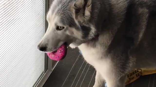 Stubborn husky whines over treat