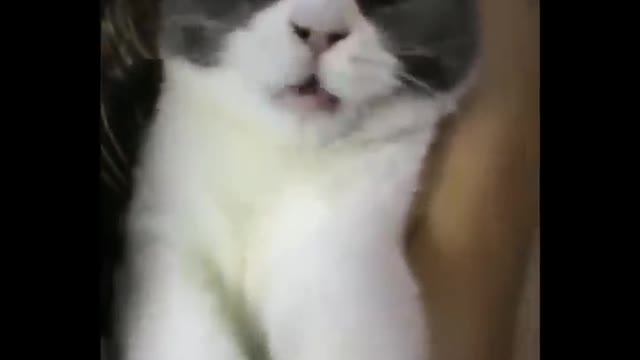 Cats - Cute and Funny Cat Videos Compilation #27 | Aww A..