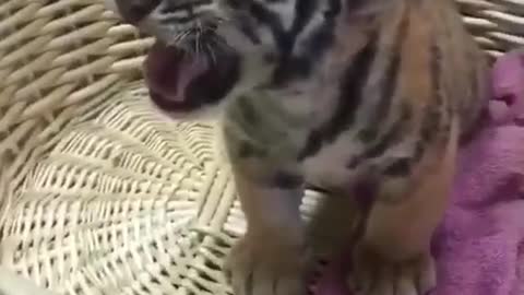 Little tiger and basket.