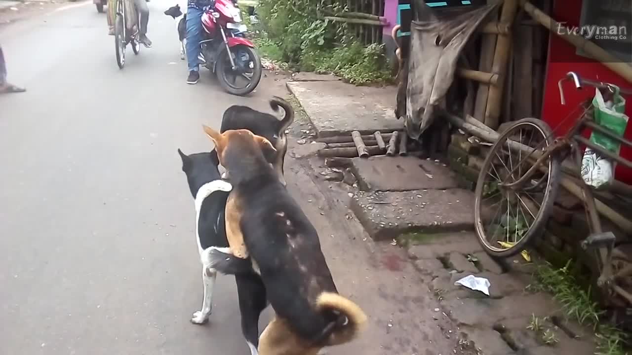 Street dogs fight for Love!