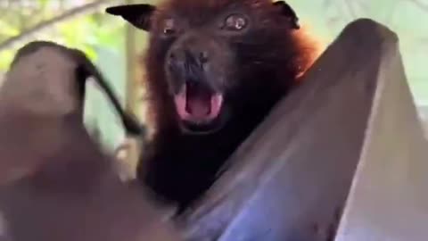 The effort of a person who healed a bat he found injured and raised it by taking care of it like a baby ...