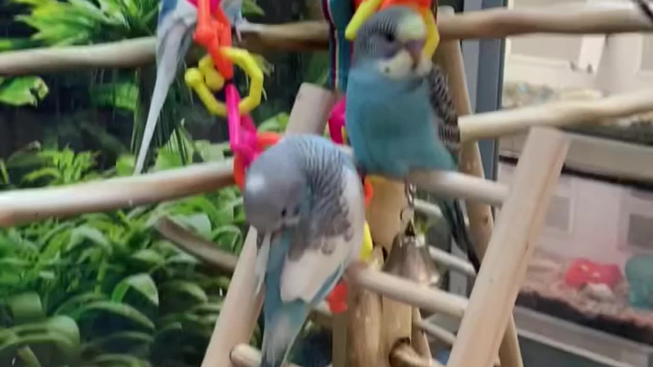 Birds