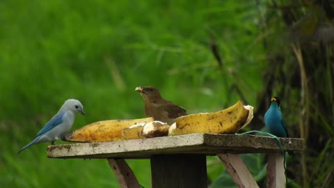 Beautiful sparrow