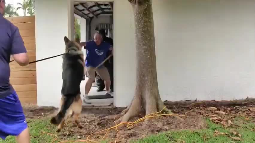 To Make Dog Become Fully Aggressive full tips and tricks