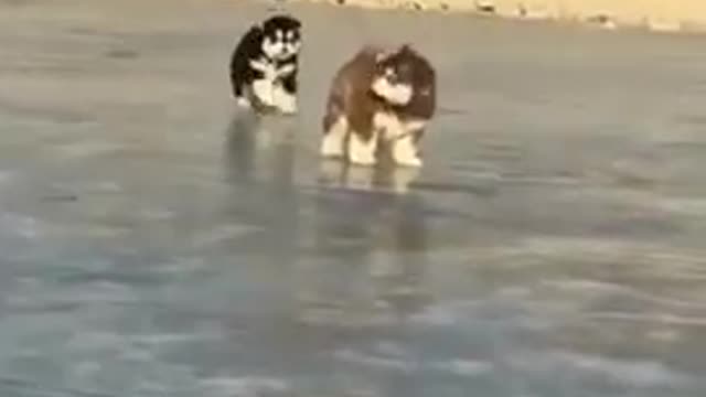 🤣Best cats and dogs funny videos (try not to laugh)🤣😅😂