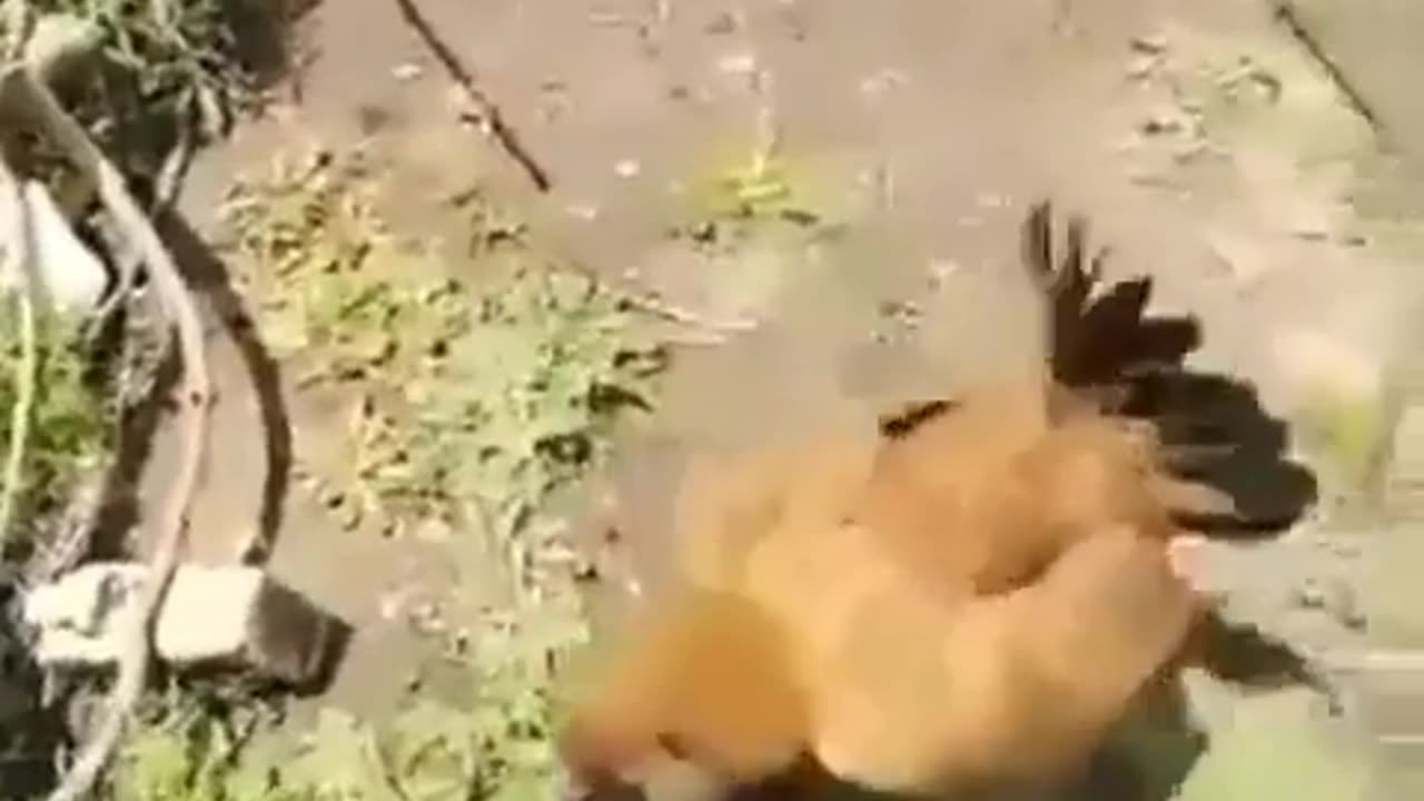 Chicken attack crow