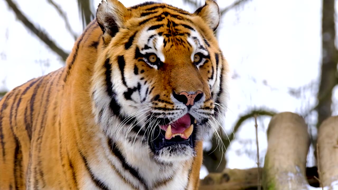 anmatin cut funny viral tiger w outoods ||World activity related information Rijalmedia