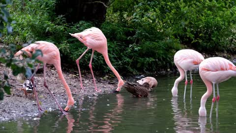 FENICOTTERI ROSA