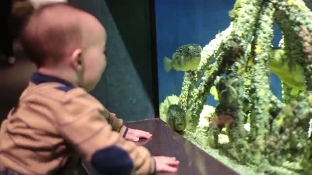 Funny Baby at the Aquarium