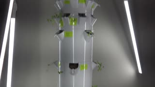 Galbreath Family Tower Garden Diary 006