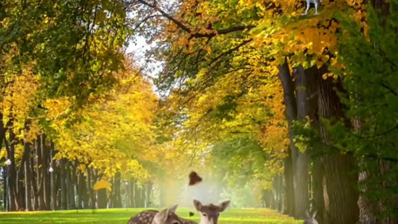 Natural video