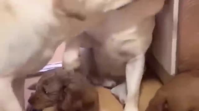 Funniest Videos 2022 😂 Funny Cats 🐱 and Dogs 🐶 Part 34