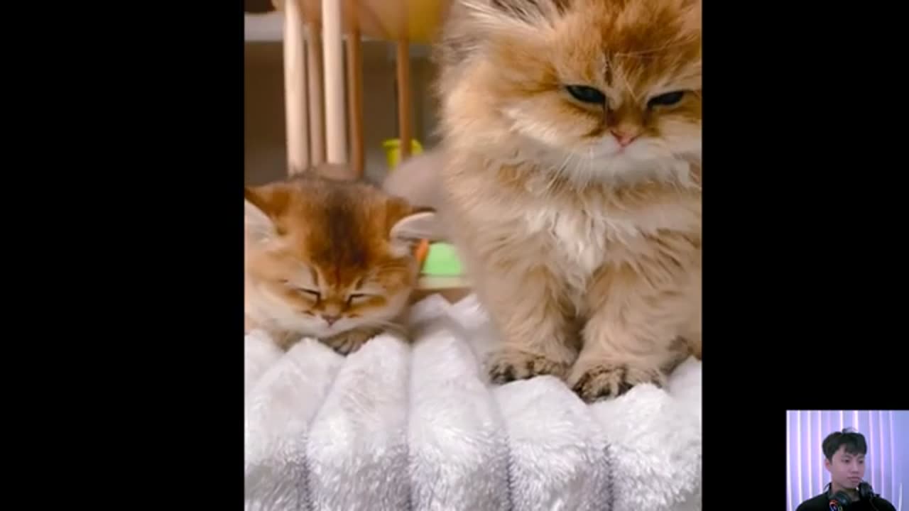 Cat videos cute cats kittens 😻🐾 2