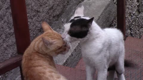 Cats standing near each other