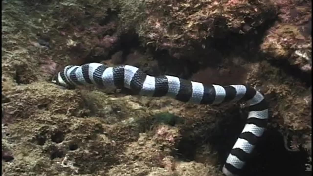 The banded snake krait (Laticauda colubrina) videotaped feeding on an eel