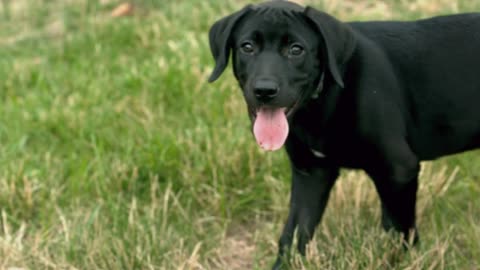 Slow Motion Curious Puppy Looks Up At Camera