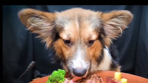 ASMR-Dog Eating Steak🐶