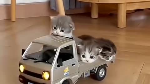 The pickup truck pulled the kitten