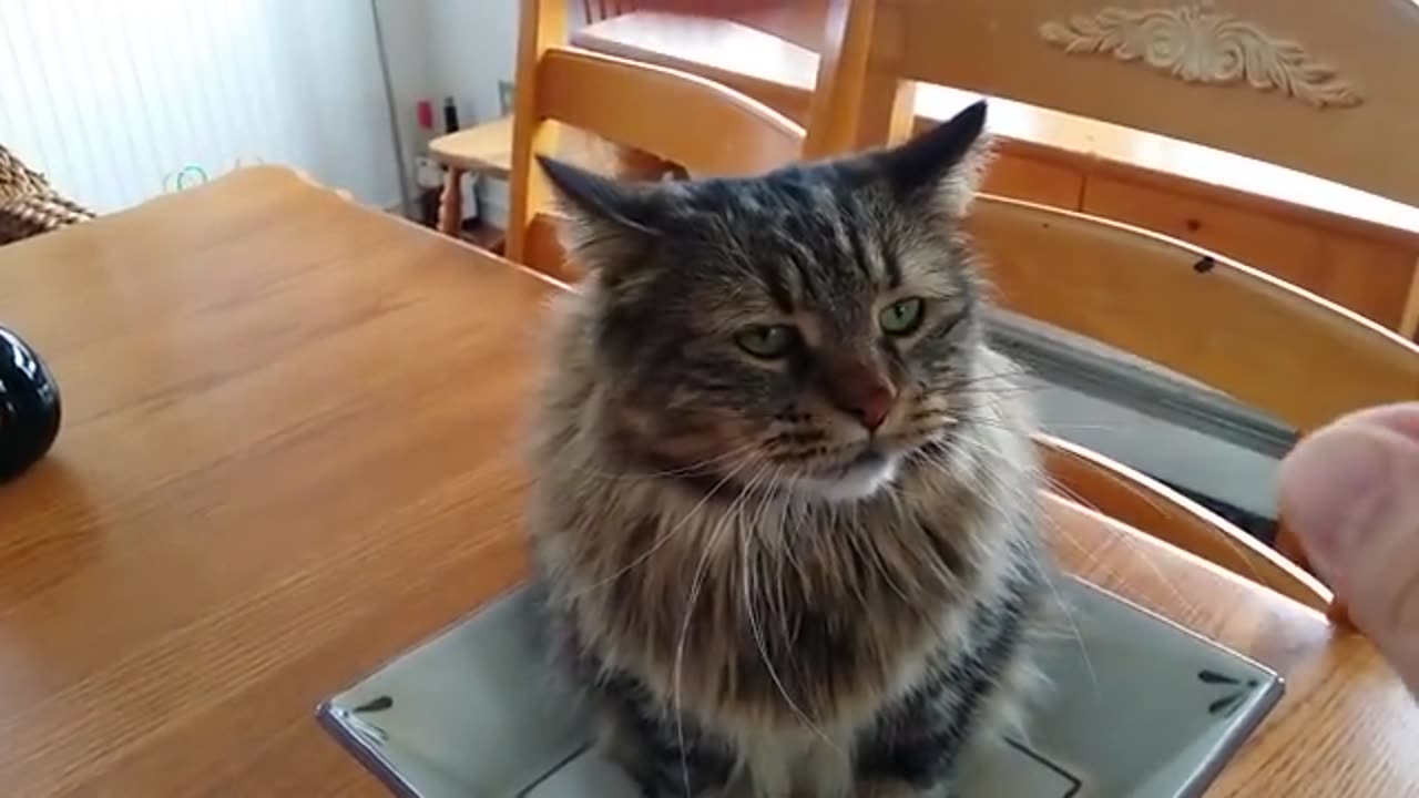 My Cat Is Pissed! (Galaxy Note 3 Camcorder Test) [U0DK901QKDY-1]