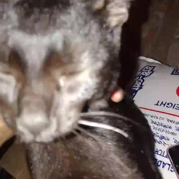 Cat 😺😺😺 video very little cat.this cat and Tommy very good friend 🕊️🕊️🕊️ part 4