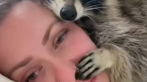Raccoon 🦝 One Alternative Animal To have As A pet