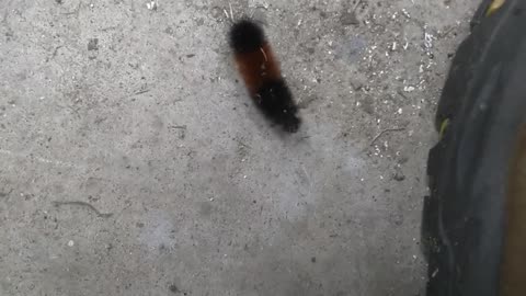 Banded Woolly Bear