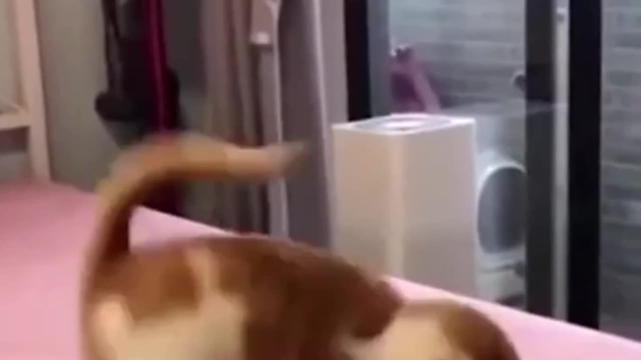 Try Not to laugh 😂 funny animal companion 🤣