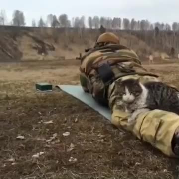 Strong Men Strong Cats